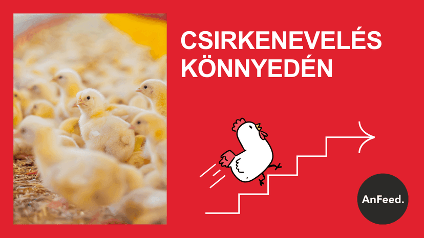 Baromfinevelés kezdőknek