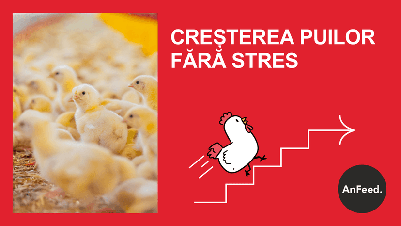 Creșterea păsărilor pentru începători
