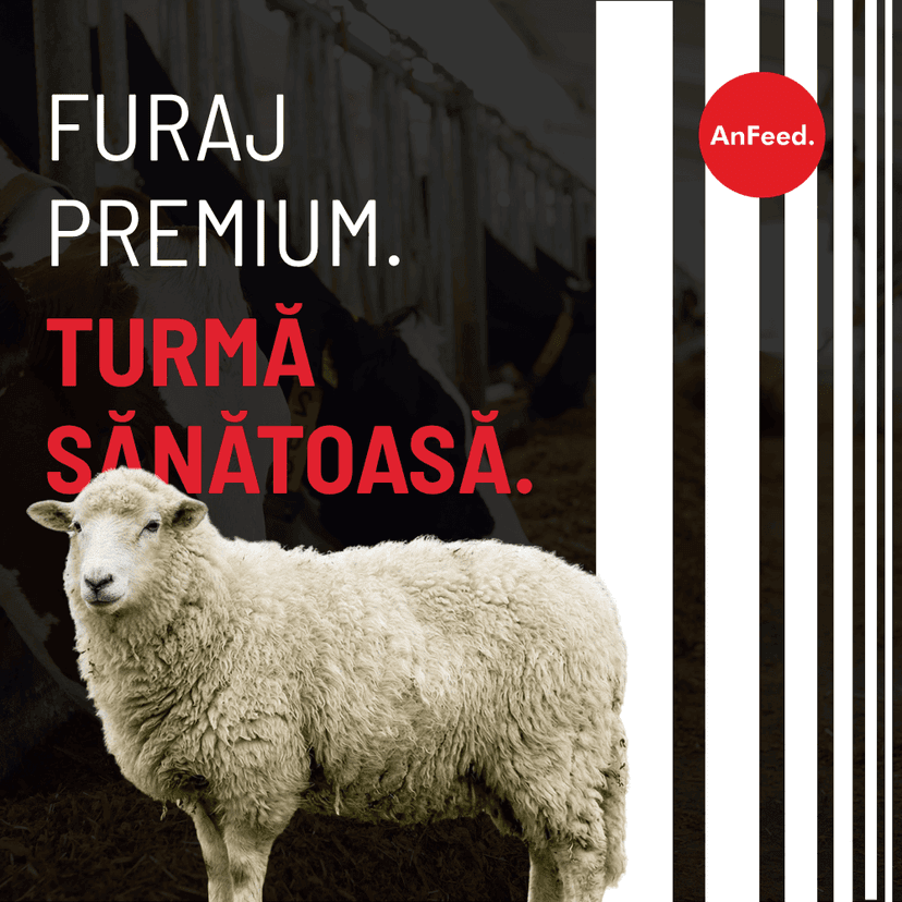 De ce pierde anual milioane o fermă de ovine din cauza furajului? (material descărcabil)