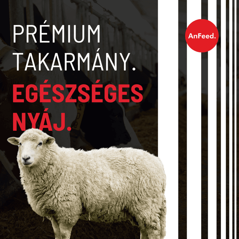 Miért veszít évente milliókat egy juhfarm a takarmányon?