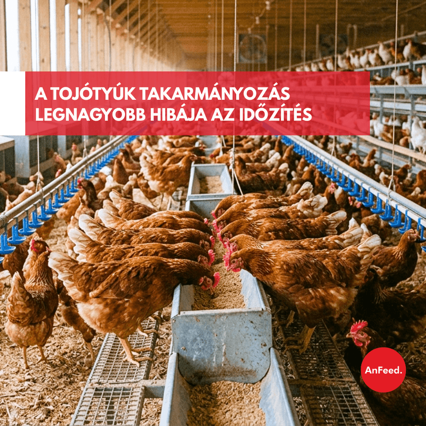 Tojótáp 0–70 hetes korig: miért nem elég egyetlen jó táp?